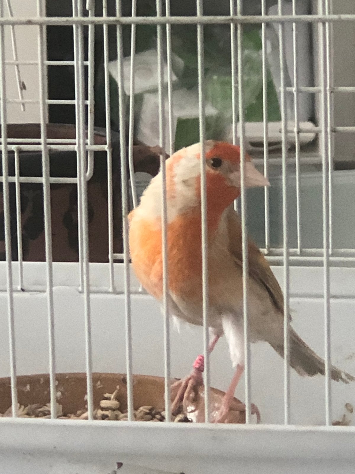 Mesto wedani, Dieren en Toebehoren