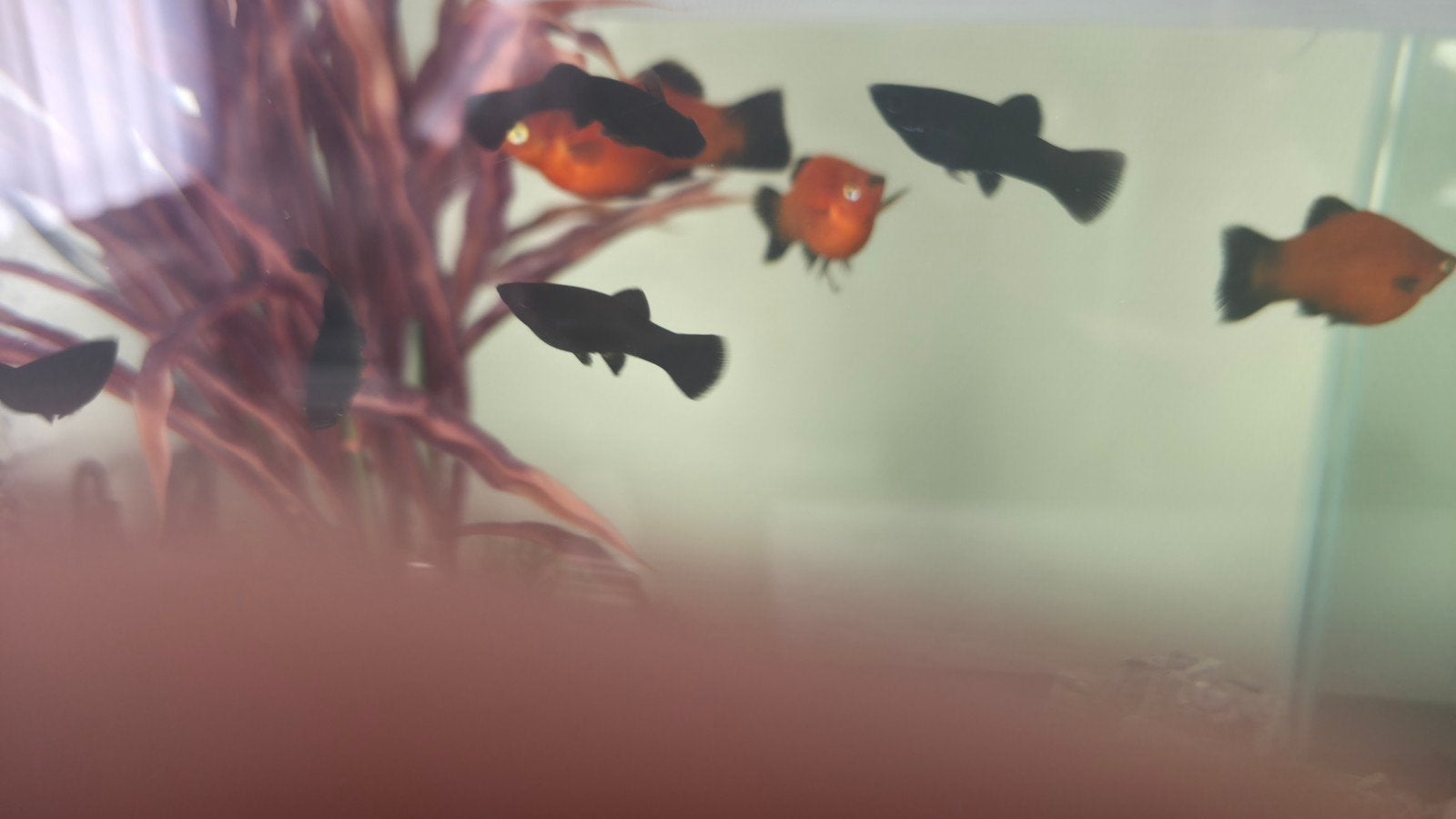 Rode Platy&Black Molly