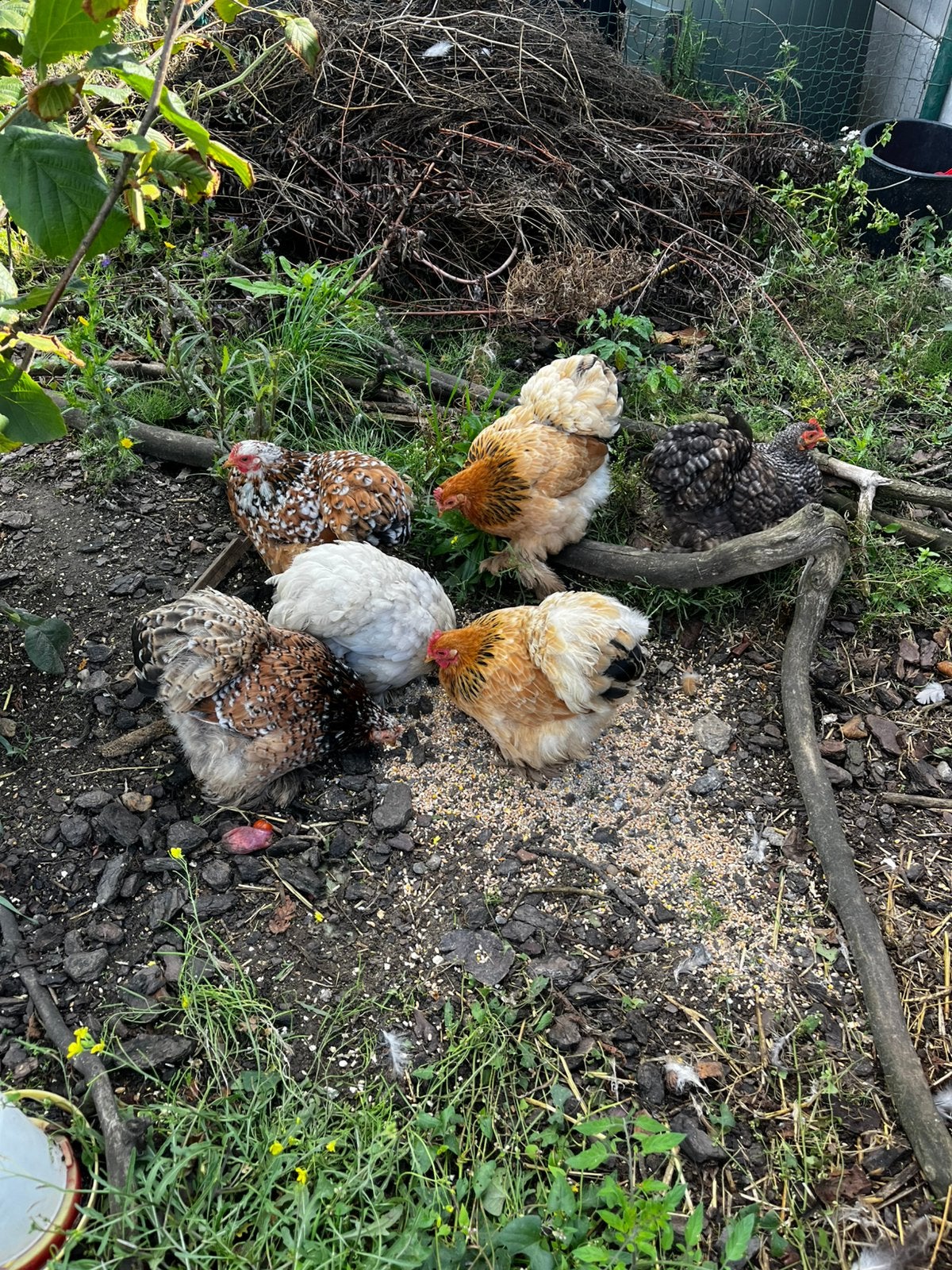 Cochin kippen, Dieren en Toebehoren