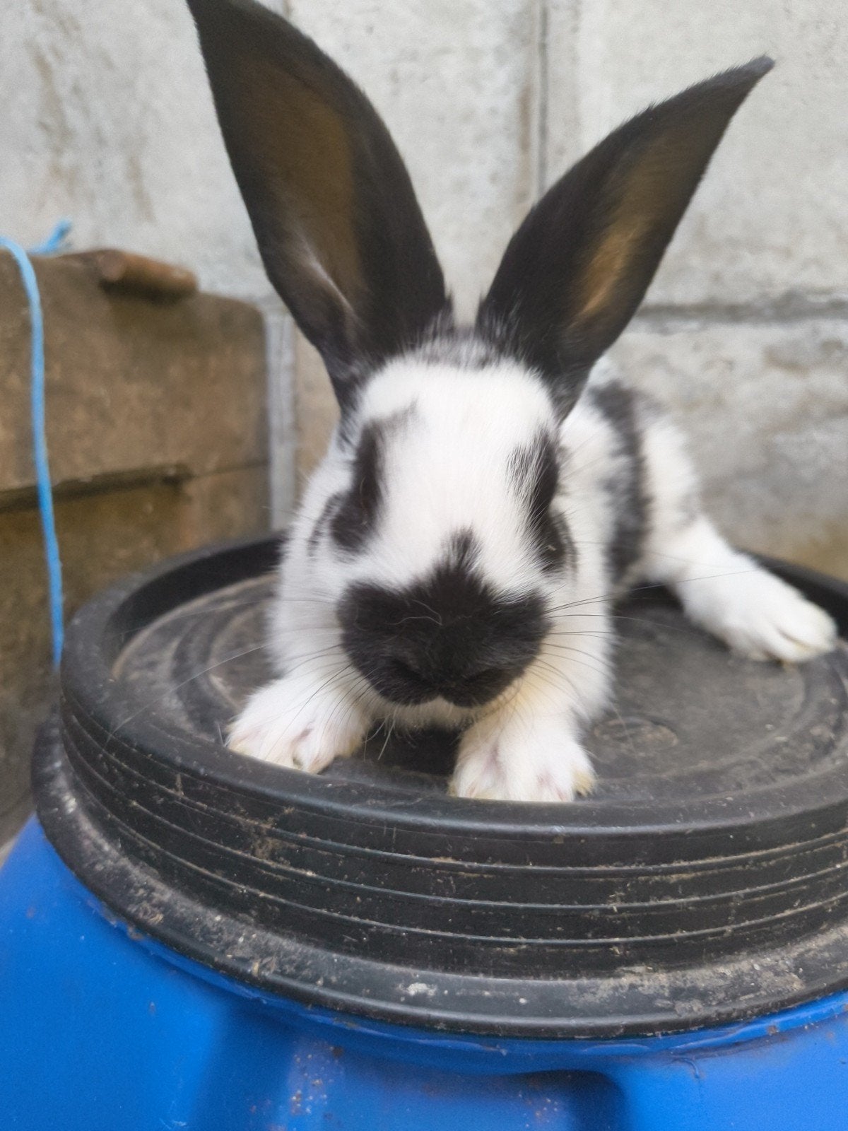 3 Vlinder konijntjes (8 weken oud ), Enlèvement, Lapin