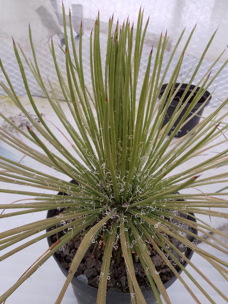 mooie agave, Ophalen