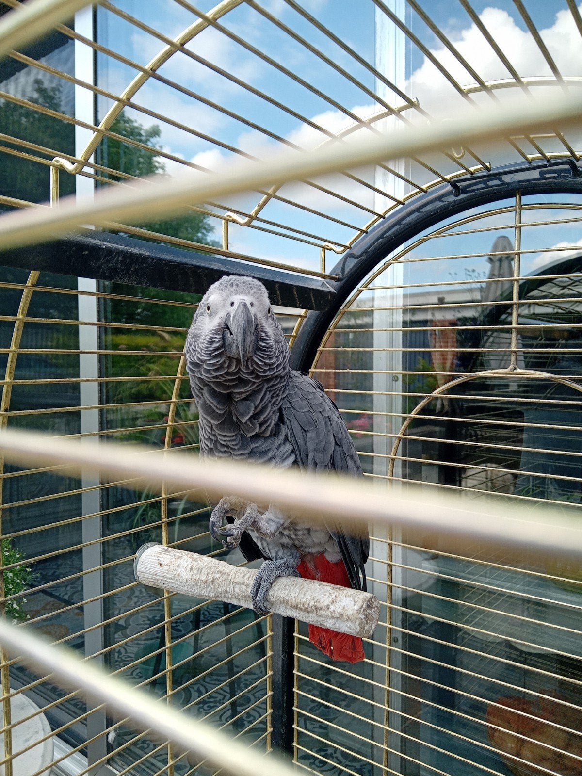 Roodstaartpapegaai, Dieren en Toebehoren, Papegaai
