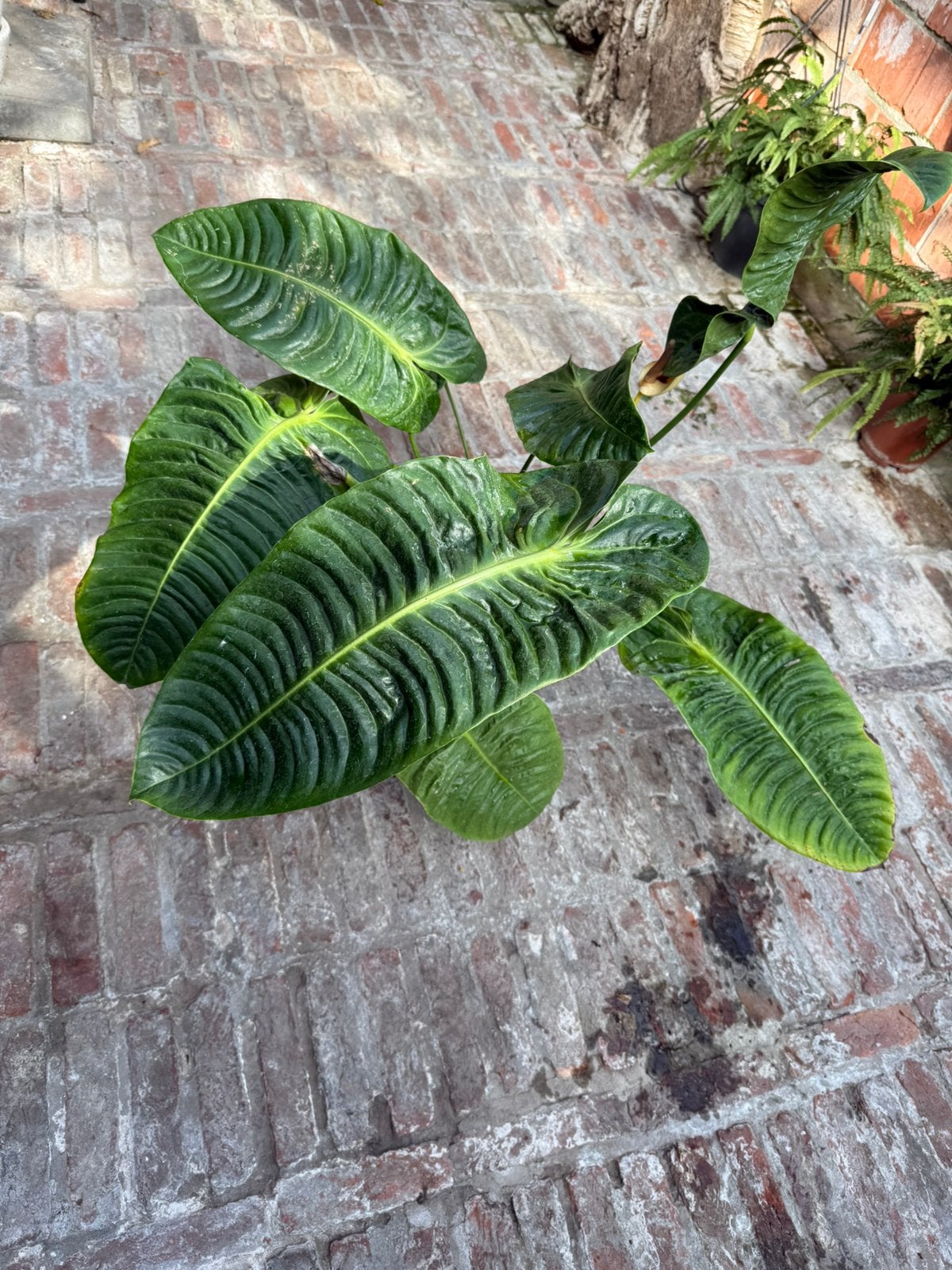 Anthurium veitchii, Ophalen, Halfschaduw, Minder dan 100 cm