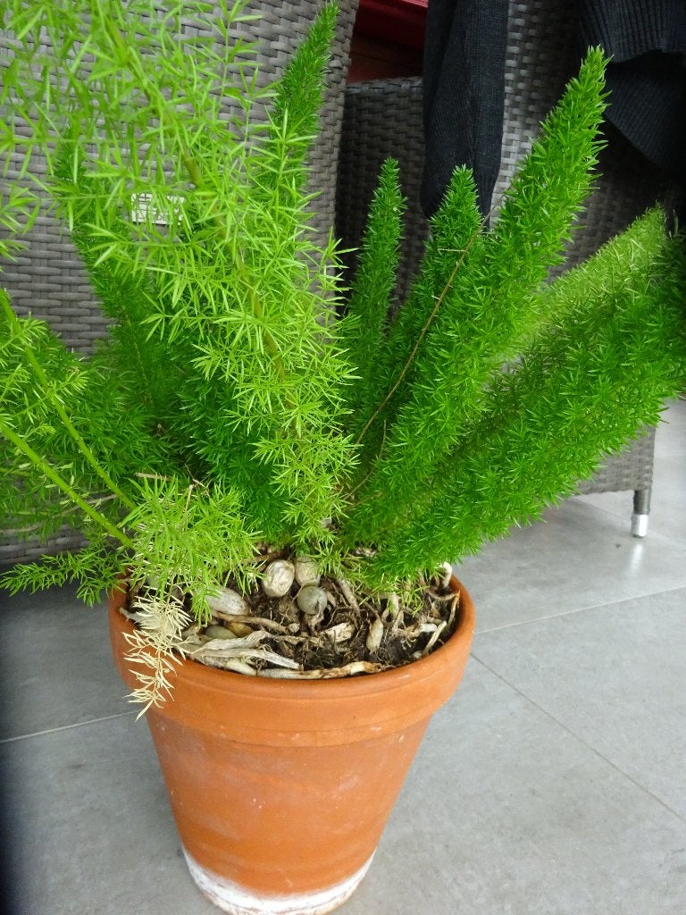 groene kamerplant vossenstaart, Groene kamerplant, Ophalen, In pot, Halfschaduw