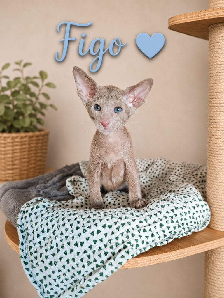 Prachtige Oosterse Korthaar kittens, Plusieurs animaux, Avec pedigree, 0 à 2 ans