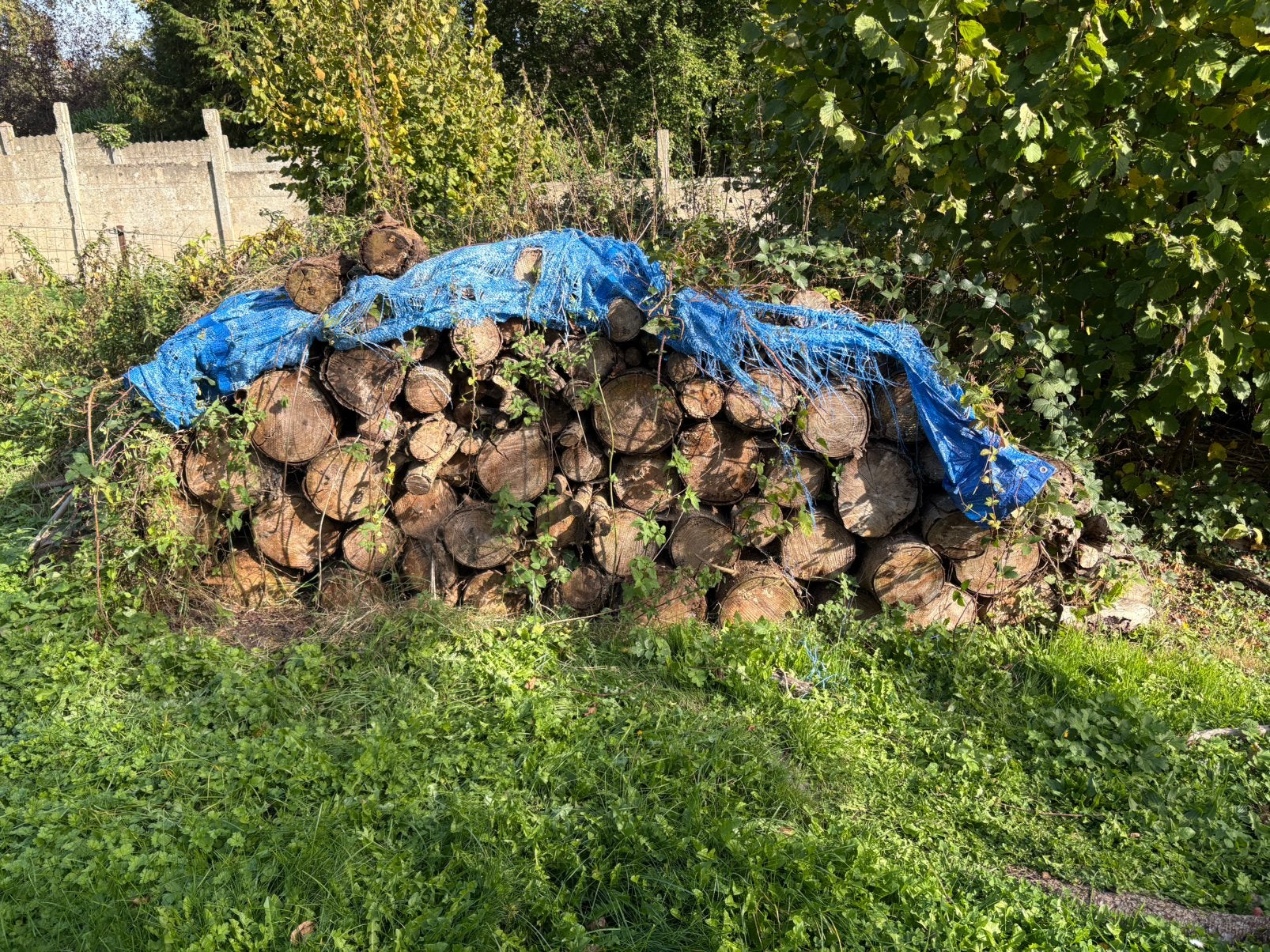Bois coupés, Jardin & Terrasse, Enlèvement, Autres essences de bois, Bûches