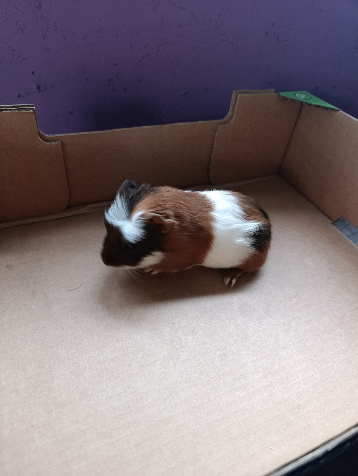 cavia's, Août, Cobaye