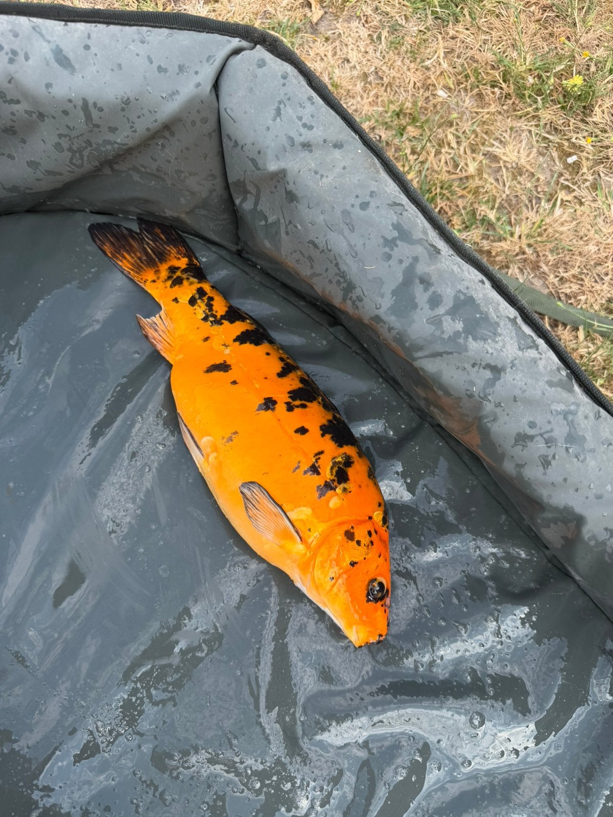 Koi, Dieren en Toebehoren, Karper of Koi