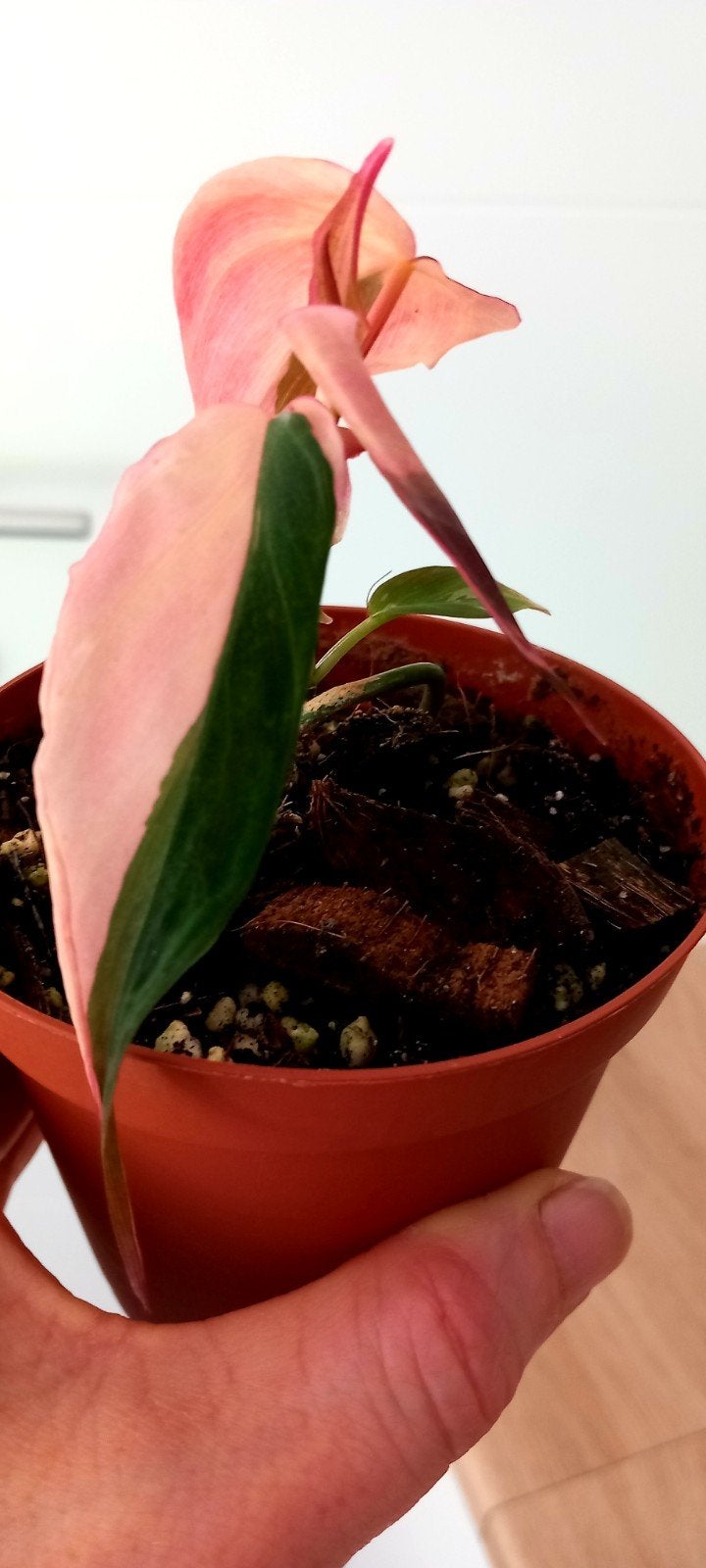 Philodendron micans pink variegata, Ophalen
