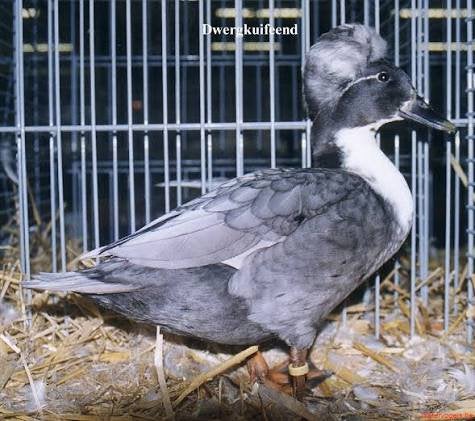 Gekuifde kwaker gezocht, Dieren en Toebehoren, Meerdere dieren, Eend