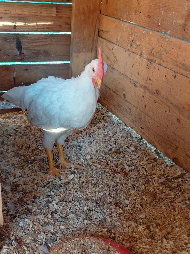 Haan Leghorn, Dieren en Toebehoren, Kip