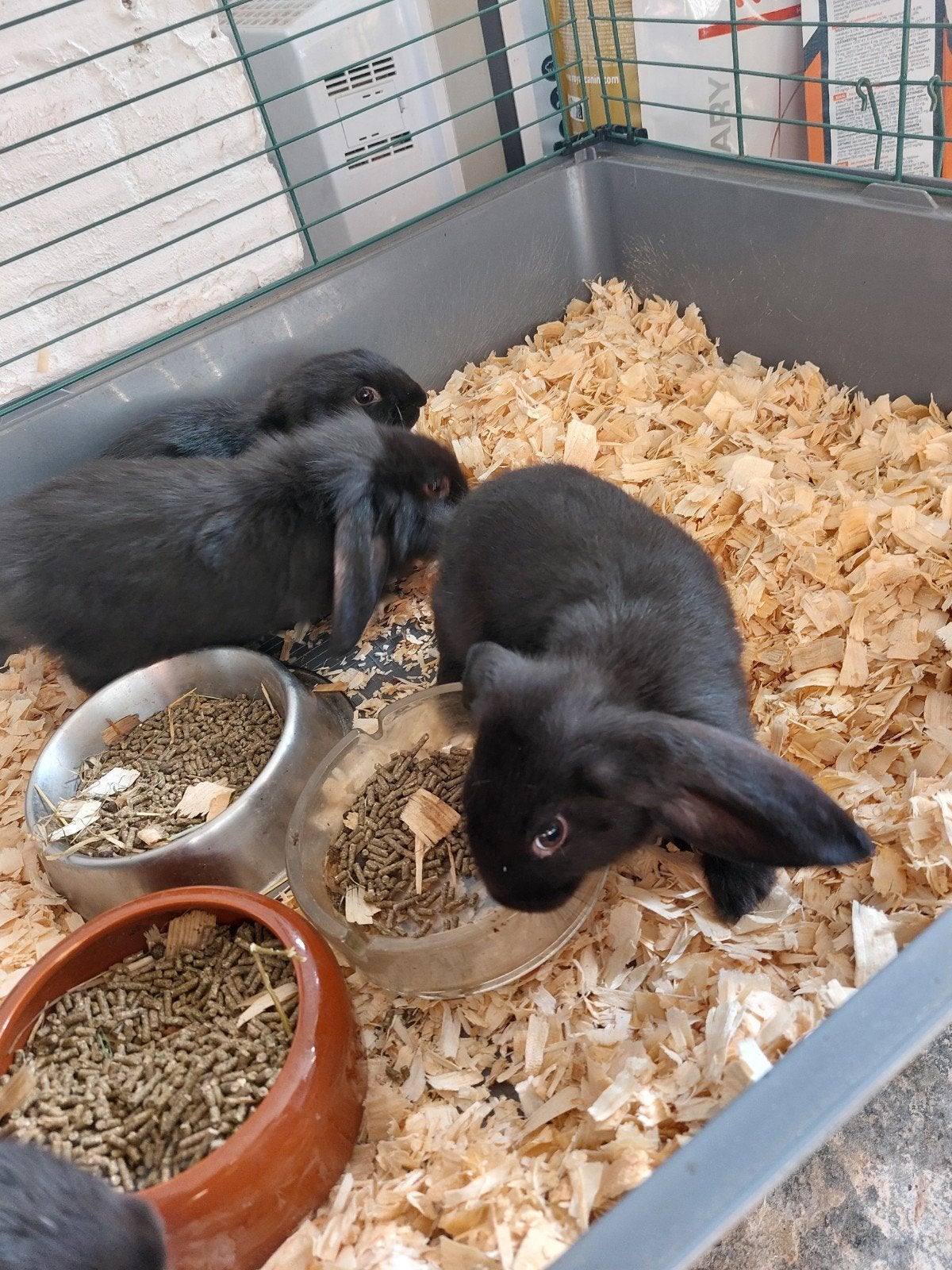Jonge konijntjes, Dieren en Toebehoren, Konijnen, Middelgroot, Meerdere dieren, 0 tot 2 jaar, Hangoor