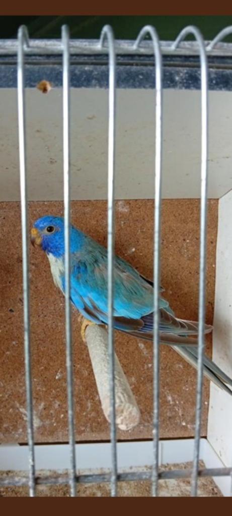 Splendid cinnamon blauw violet, Dieren en Toebehoren, Vogels | Parkieten en Papegaaien, Geringd