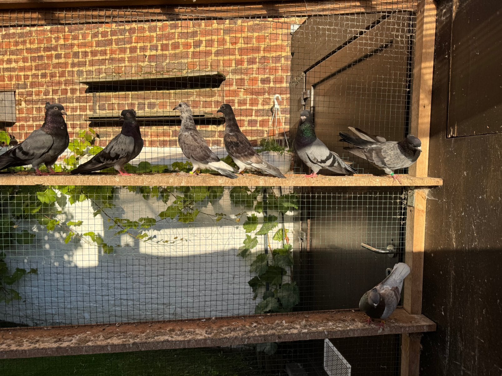 Pigeon