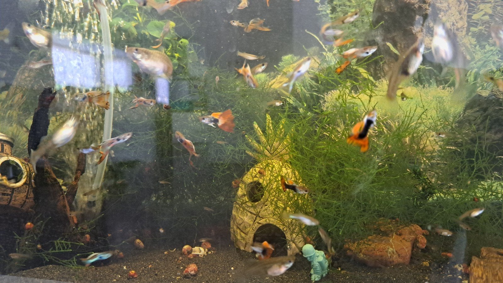 Guppies, Guppy's te koop
