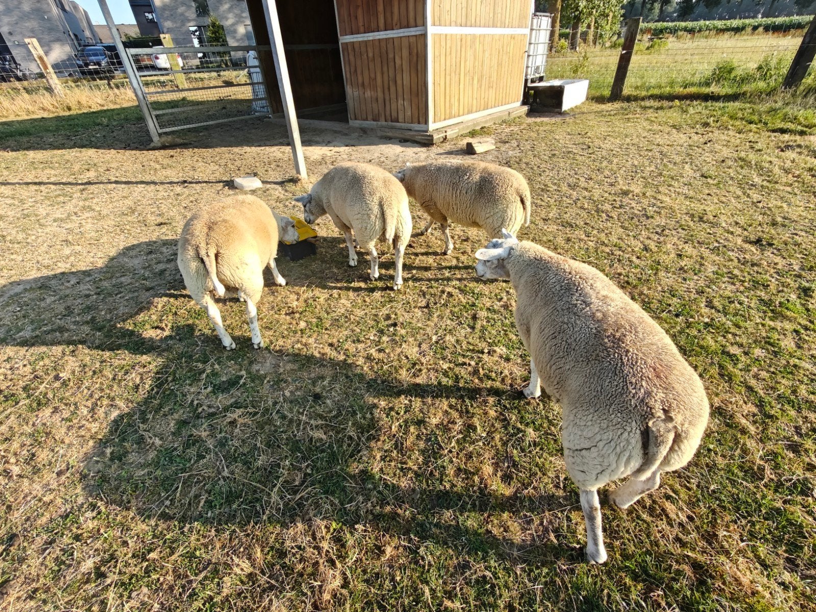Rammen