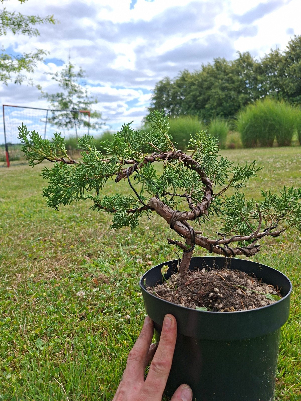 bonsai boom juniperus, Tuin en Terras, Planten | Bomen, Ophalen