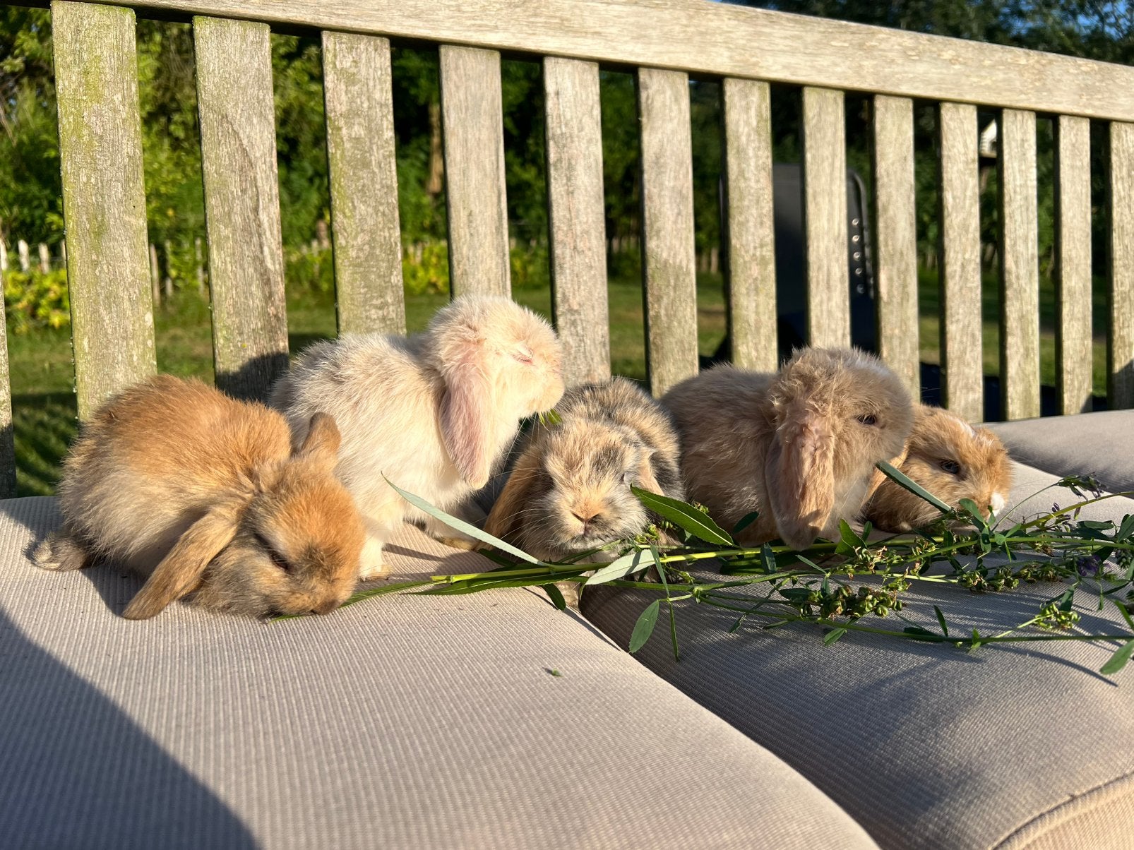 Nederlandse dwerghangoor voedsters, Dieren en Toebehoren, Konijnen