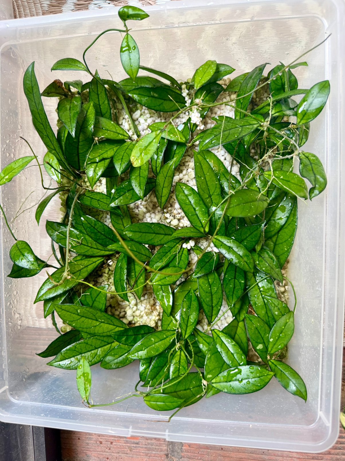 Hoya crassipetiolata stekje, Ophalen of Verzenden