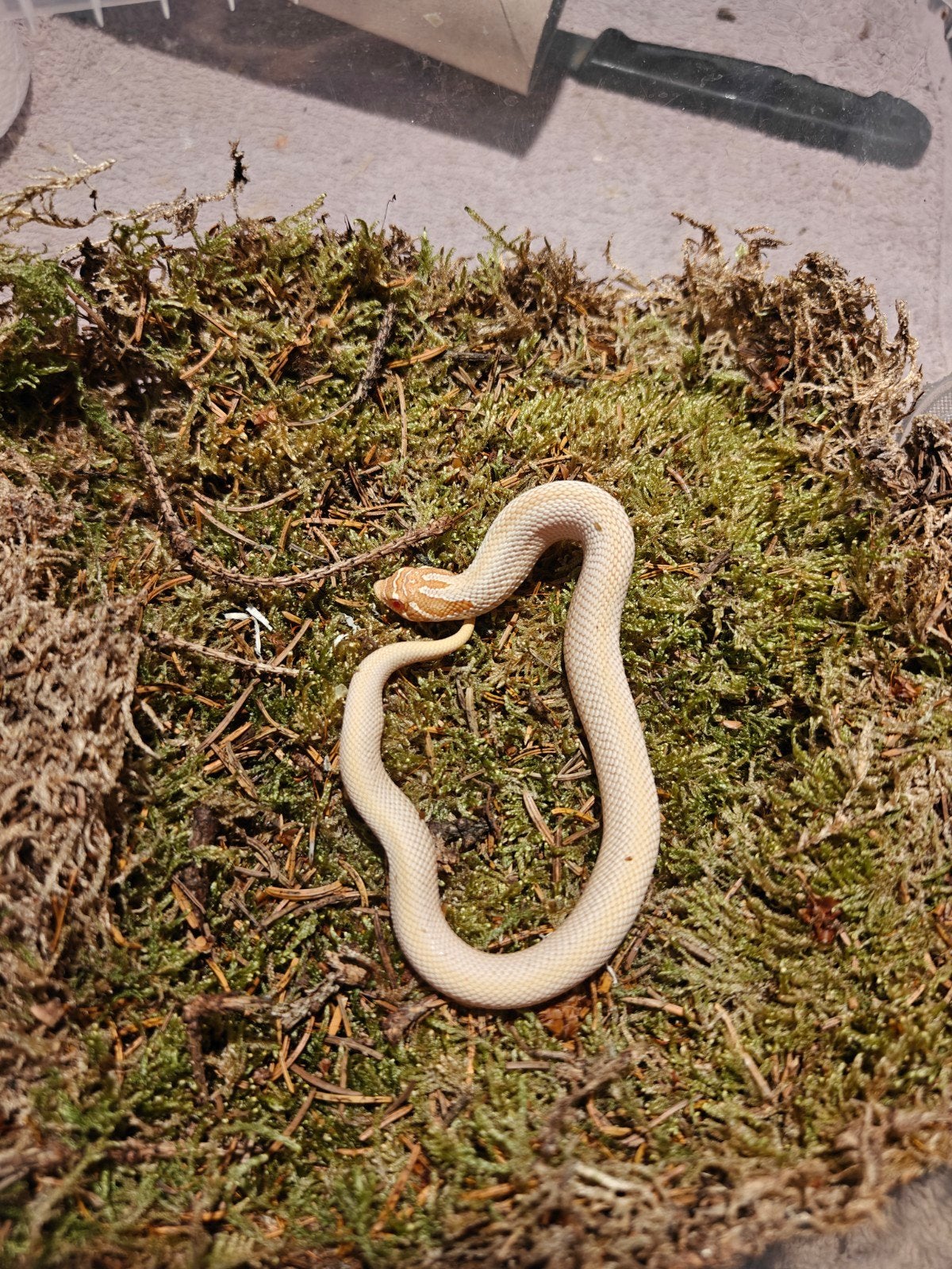 Haakneusslang albino superconda, Dieren en Toebehoren, Slang, 0 tot 2 jaar