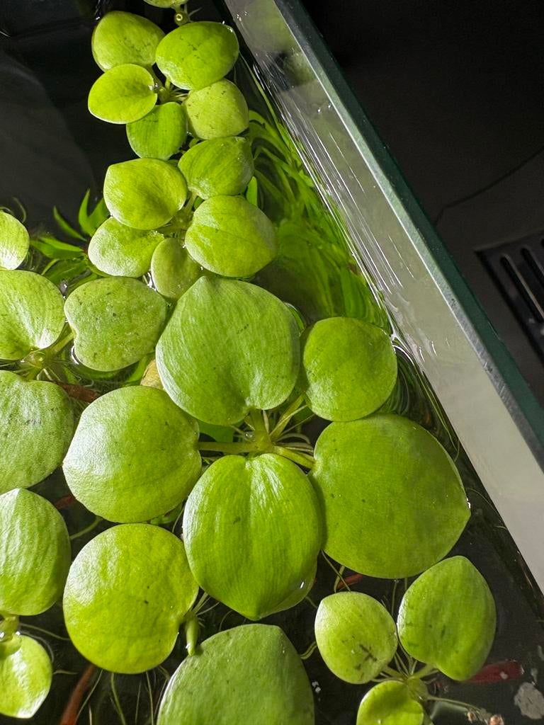 drijfplant amerikaanse kikkerbeet limnobium, Dieren en Toebehoren, Vissen | Aquaria en Toebehoren, Ophalen, Zo goed als nieuw