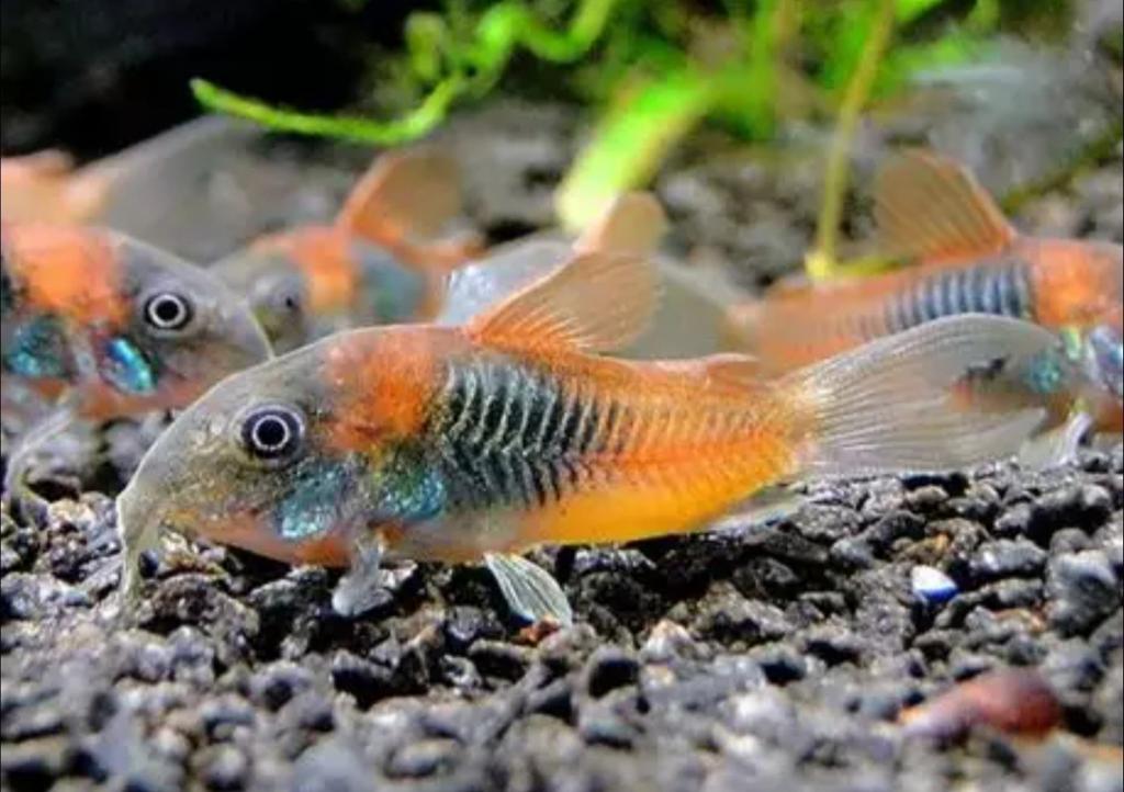 Corydoras venezuela orange nakweek