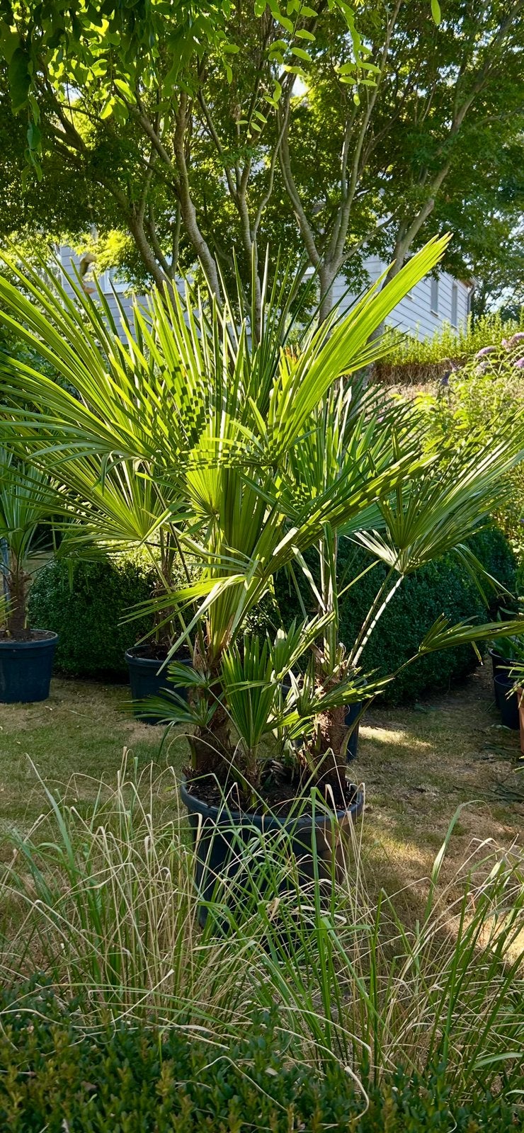 Palmbomen (2) in pot winterhard, Tuin en Terras, Ophalen, In pot