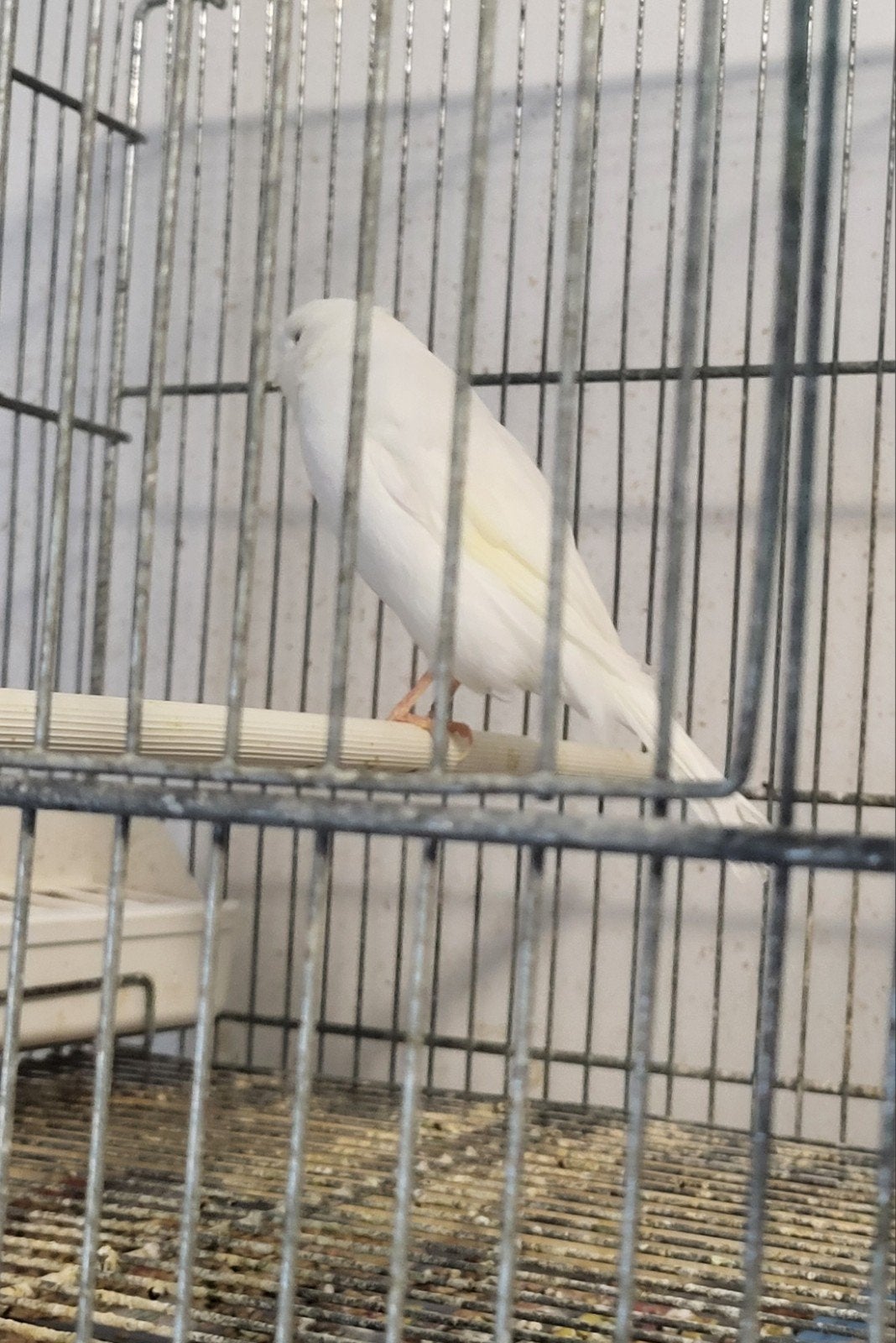 lancashire .canary, Dieren en Toebehoren