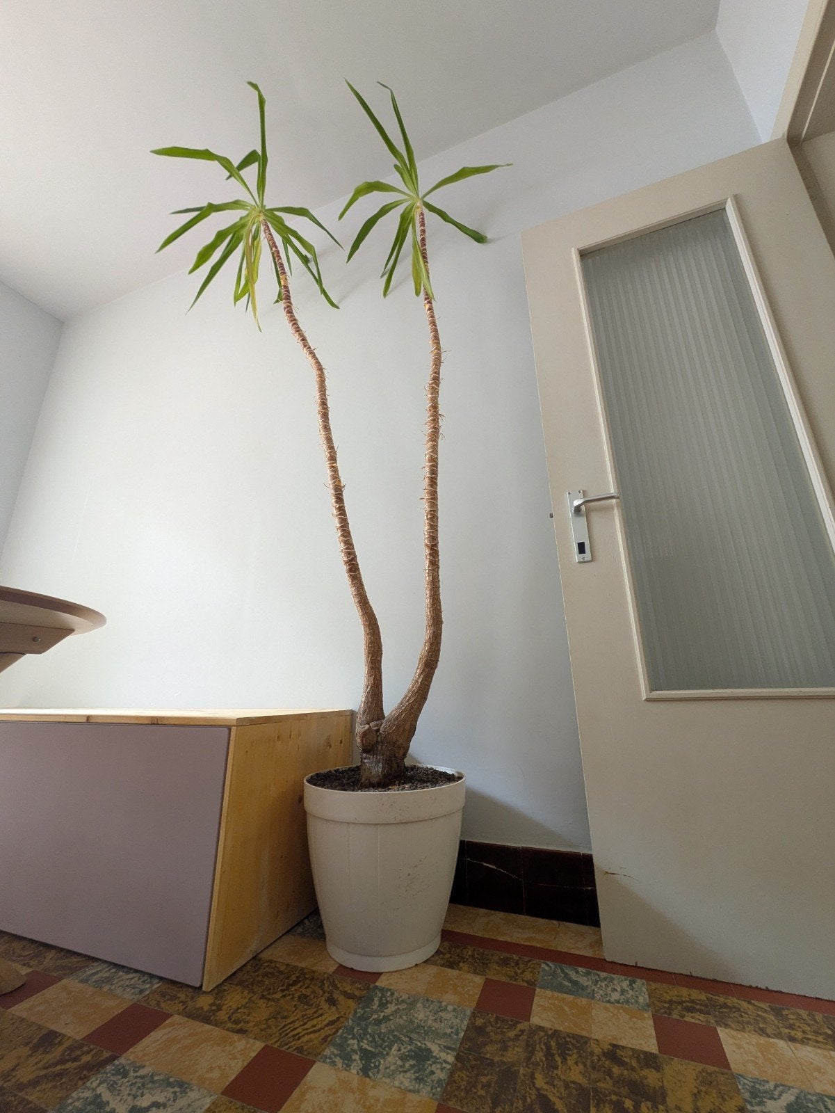 Gratis yucca plant met pot, Huis en Inrichting, Kamerplanten, Ophalen, Yucca