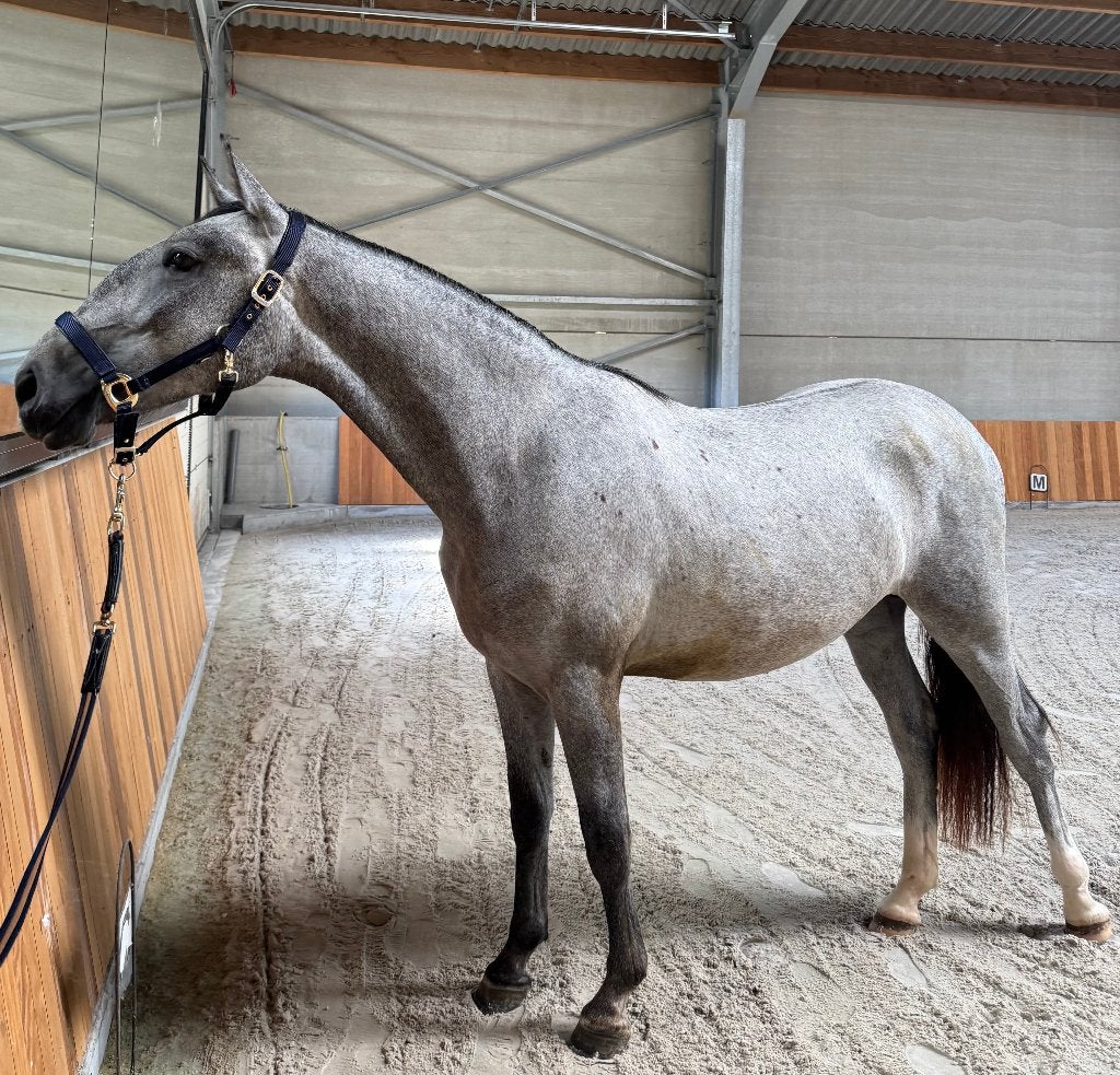 Knappe 2-jarige lipizzaner, Animaux & Accessoires, Chevaux, Cheval de dressage, Avec pedigree, Moins de 160 cm, Étalon