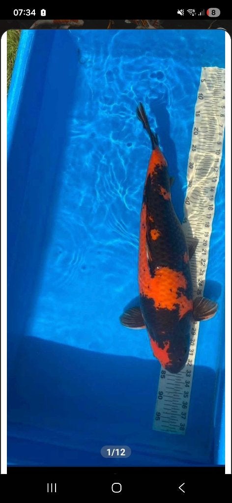 Koi, Dieren en Toebehoren, Vissen | Vijvervissen, Karper of Koi