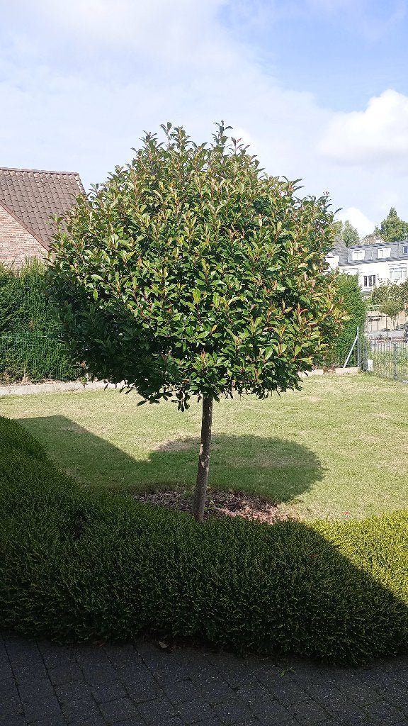 Photinia fraseri red robin, Lente, 100 tot 250 cm, Ophalen, Volle zon