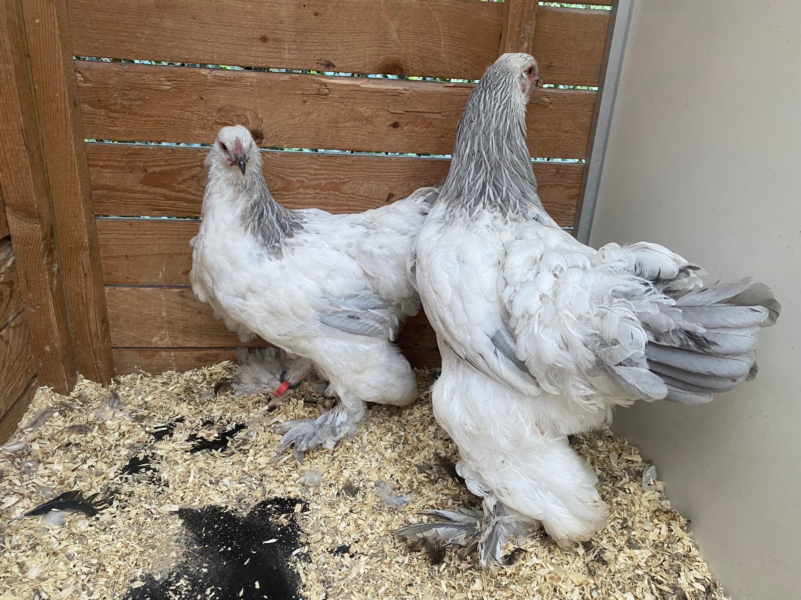 2 brahma wit-blauw columbia hennen 2026