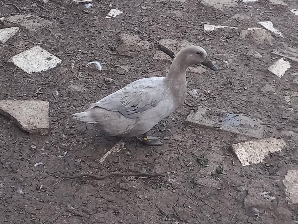 Broedeieren eend van vorst, Eend