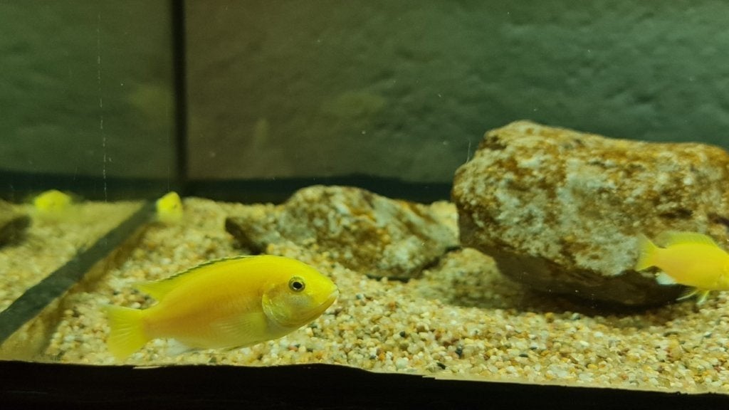 Groepje , jonge,Labidochromis caeruleus Yellow, Malawi, Vis, Zoetwatervis