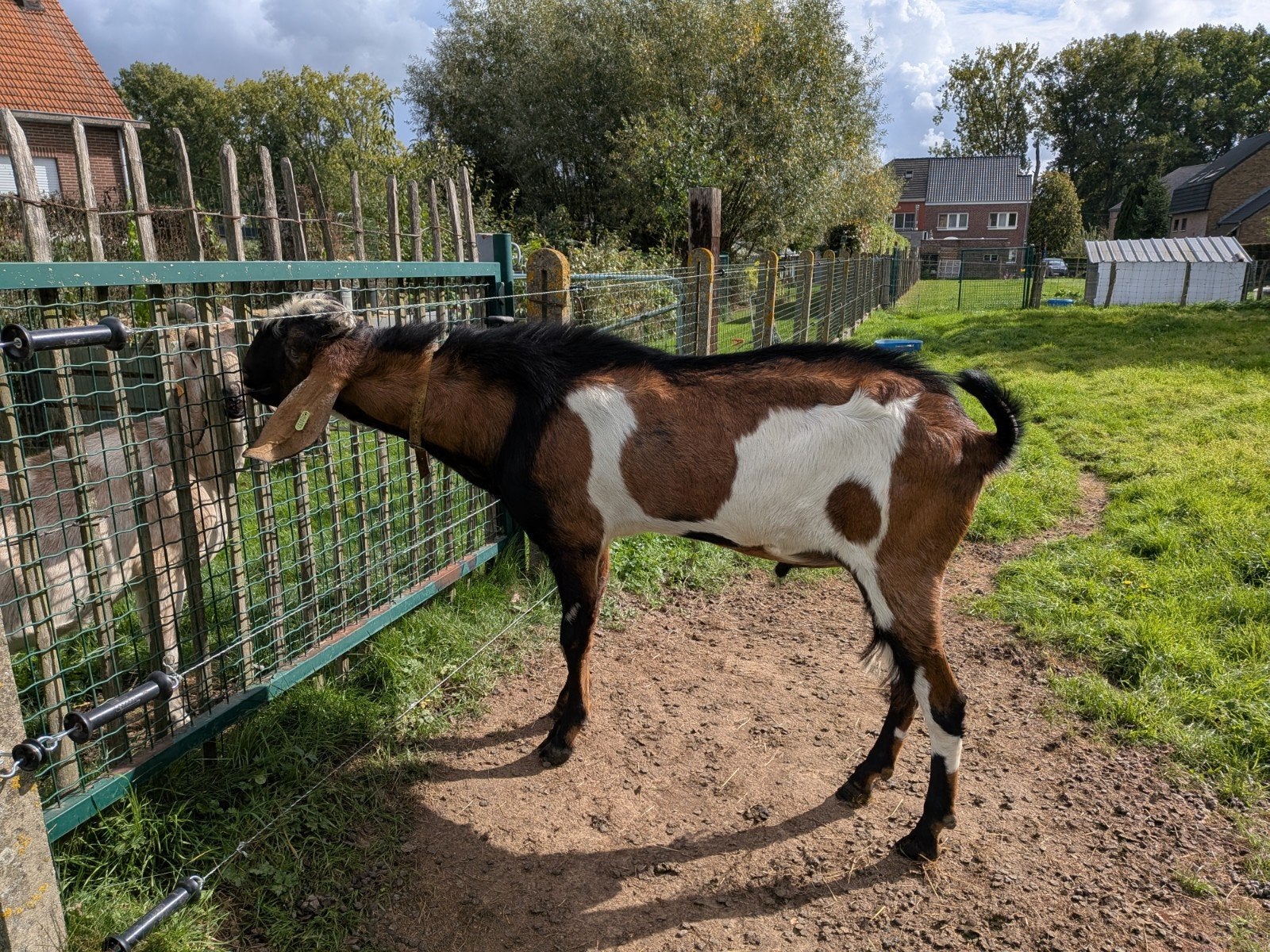 Anglo-nubische dekbok, Mannelijk, Geit, 0 tot 2 jaar