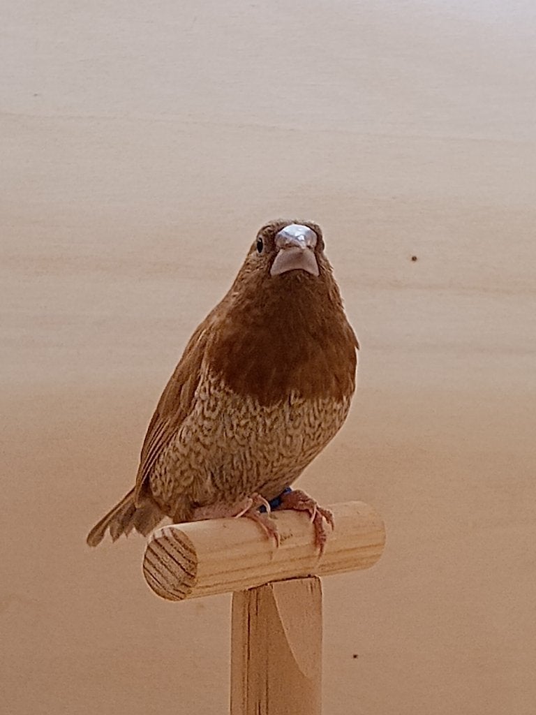 bruine japanse meeuwtjes, Dieren en Toebehoren, Vogels | Overige Vogels, Meerdere dieren, Tropenvogel, Geringd