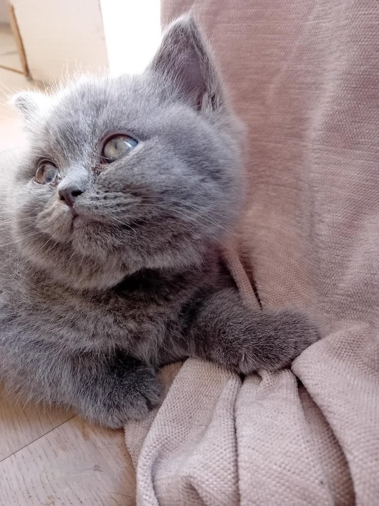 Brits korthaar kitten stamboom-kampioenenlijn, Dieren en Toebehoren, Kater, Gechipt, 0 tot 2 jaar