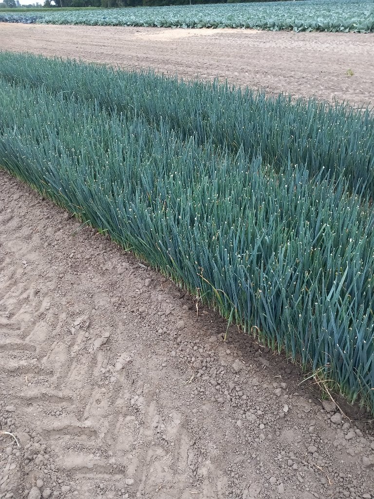 preiplanten te koop, Zakelijke goederen, Landbouw | Aardappelen, Groenten, Fruit en Vlees, Ophalen