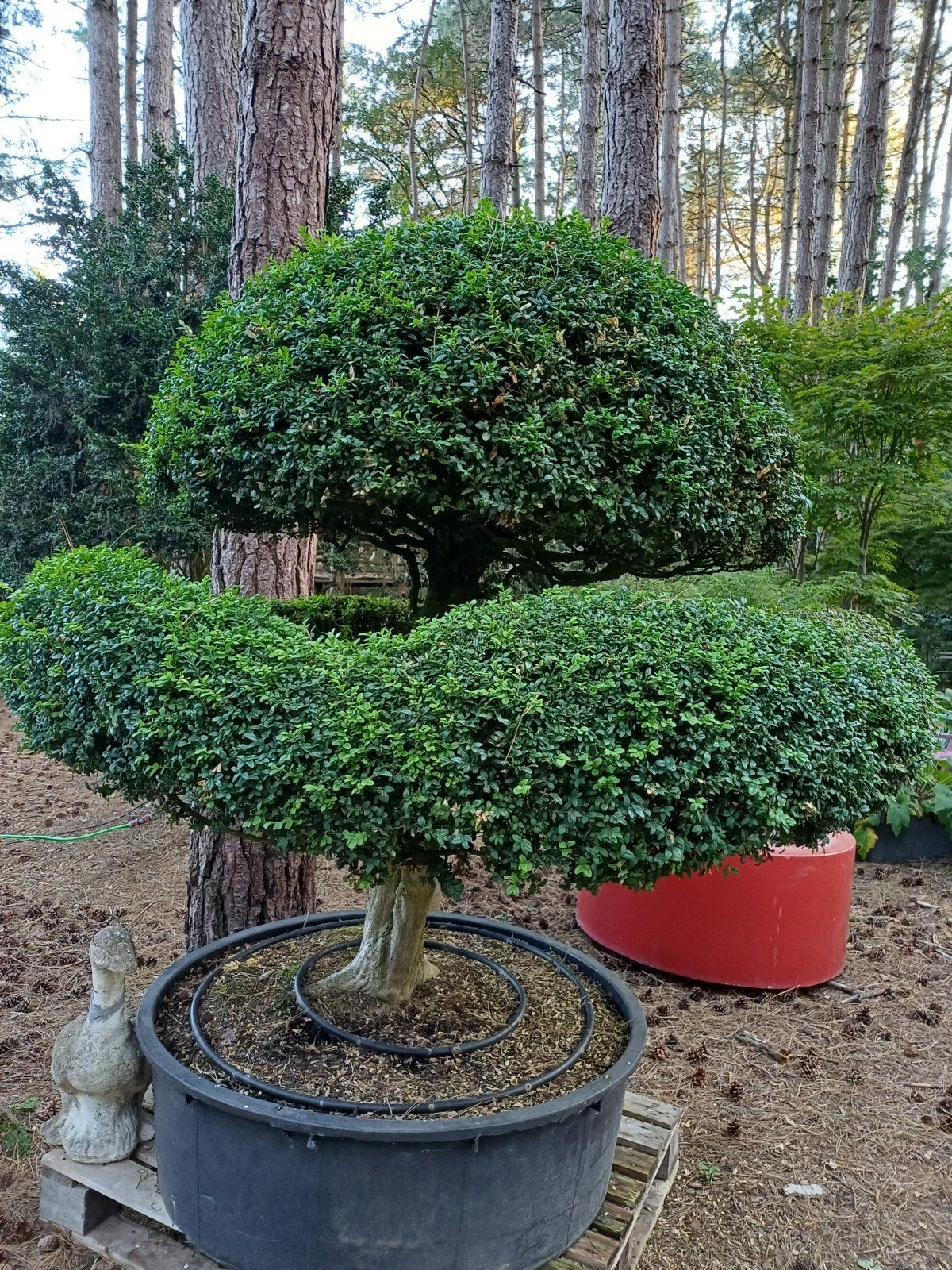 buxus bonsai oud, Tuin en Terras, Planten | Bomen, Ophalen