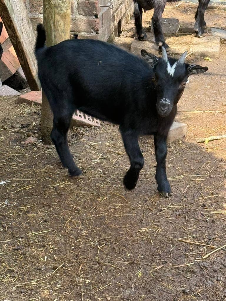 Geit bok en mieke onverwant, Dieren en Toebehoren, Meerdere dieren, Geit, 0 tot 2 jaar