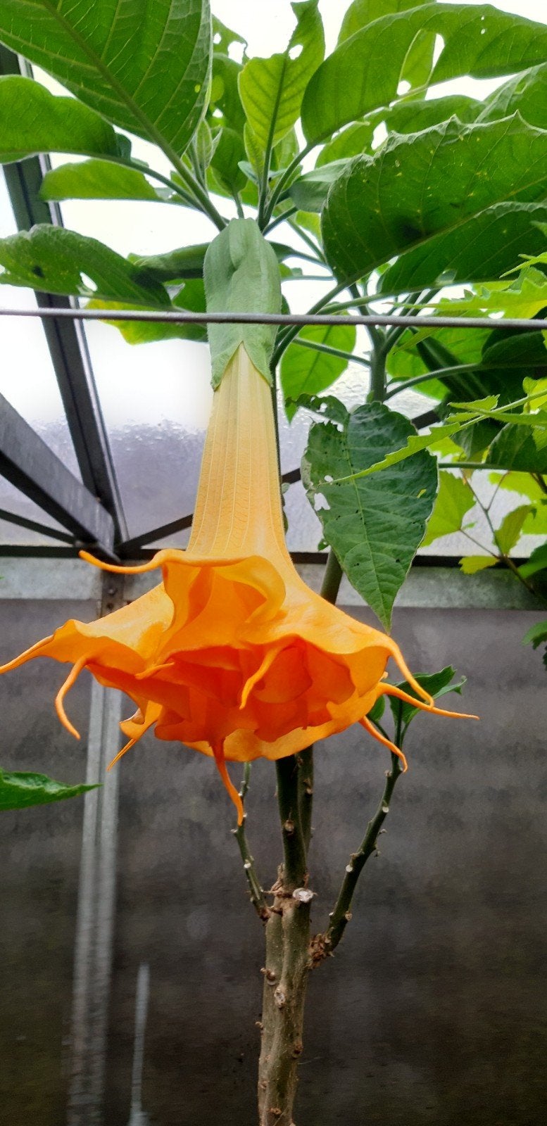 Prachtige dubbelbloemige brugmansia's-Trompetbloemen 50cm, Tuin en Terras, Ophalen of Verzenden