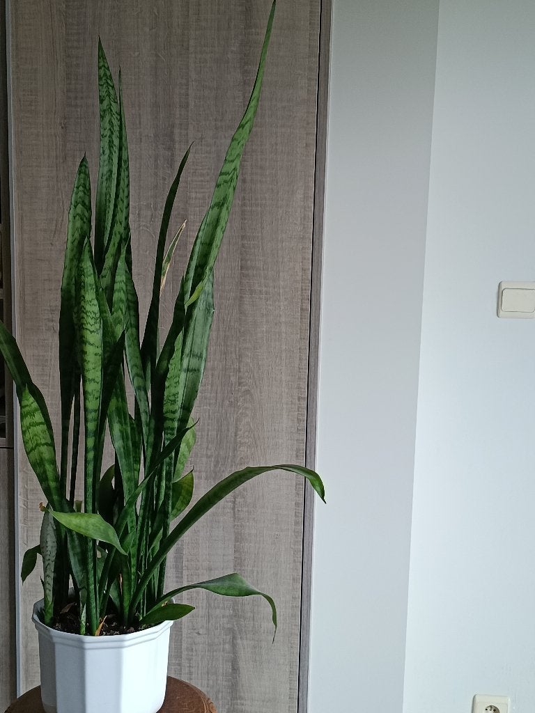 Grote sanseveria / vrouwentong in witte porseleinen pot, Autres espèces, En pot, Enlèvement, 100 à 150 cm