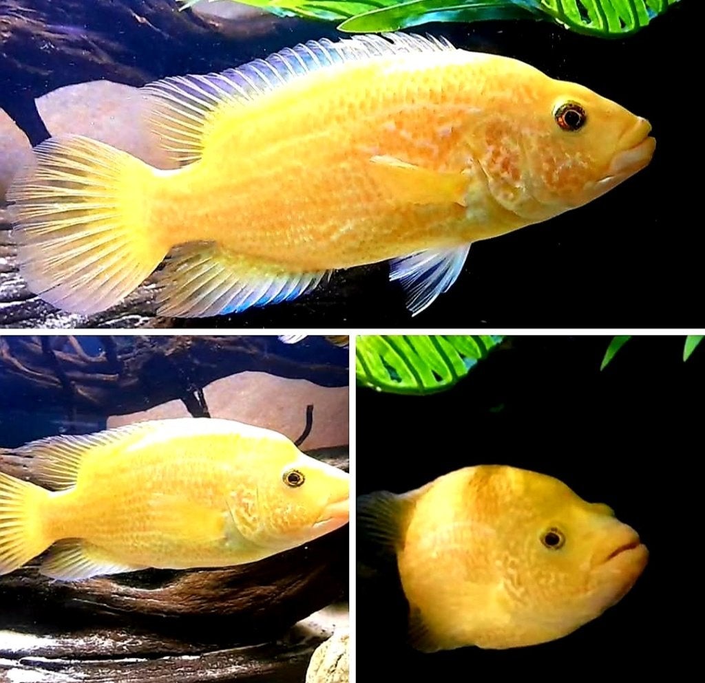 Parachromis Red Dovii wolfcichliden, Dieren en Toebehoren, Vis, Zoetwatervis