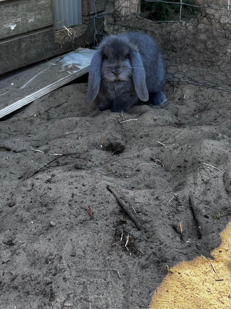 Frane hangoor konijntjes, Hangoor