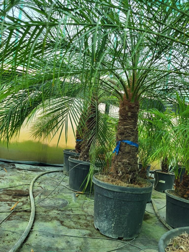 Phoenix roebelenii, stam 55cm, totaal 1m50, Tuin en Terras, Ophalen