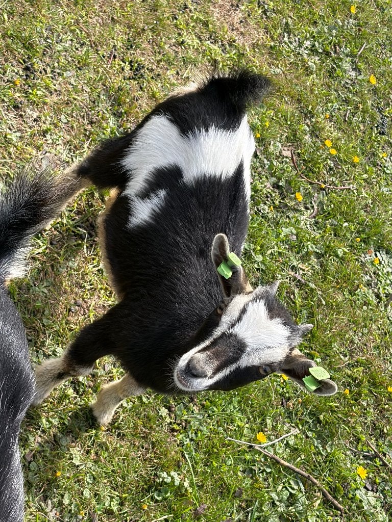Geit Mieke van 4 maand, Dieren en Toebehoren, Vrouwelijk, Geit, 0 tot 2 jaar