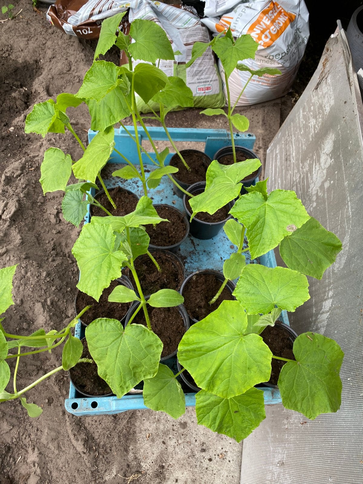 Plantjes komkommer en courgette, Enlèvement, Annuelle, Plantes potagères
