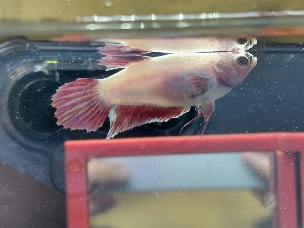 Betta vrouw cambodian veiltail, Dieren en Toebehoren, Vissen | Aquariumvissen, Vis
