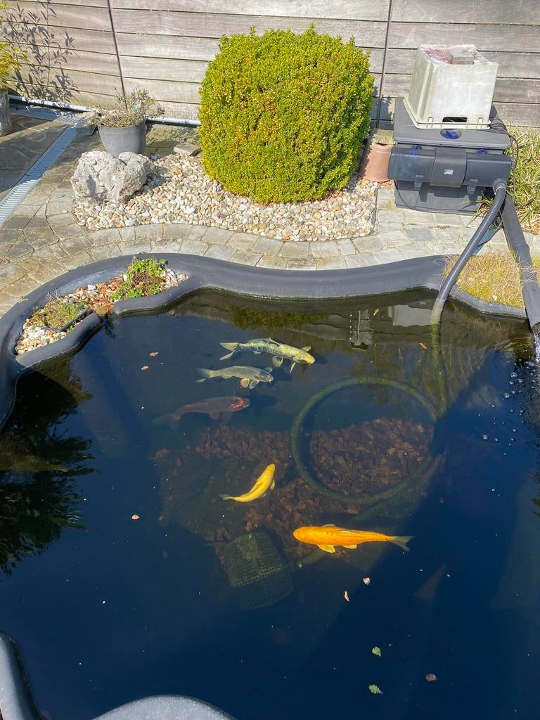 Koi vissen te koop, Dieren en Toebehoren, Vissen | Vijvervissen, Karper of Koi